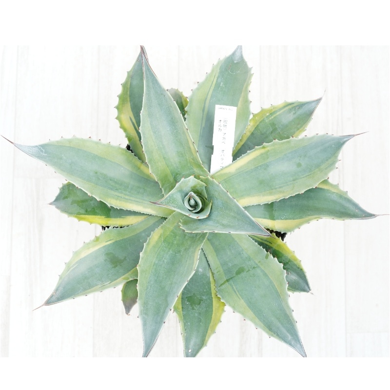 現物》アガべ オバティフォリア オルカ 6号 | | 現物販売