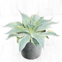 �Ը�ʪ�ե����١����Хƥ��ե��ꥢ�����륫��6��