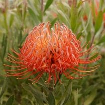 �ڲֲ�Ĥ���������ۥ�塼�����ڥ�ޥ�֥֥�󥷥������ȥ��ס�5����󥰥ݥåȡ�