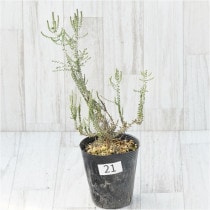 �Ը�ʪ�եե��Υ��ޡ��ץ���ե��顡No.21��4��