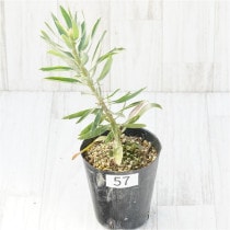 �Ը�ʪ���ֲ�1�ġե�塼�����ڥ�ޥࡡ����Хԡ�����No.57��4��