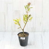 �Ը�ʪ���ֲ�1�ġե�塼�����ڥ�ޥࡡ����Х�åɡ�No.63��4��