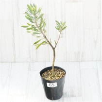 �Ը�ʪ���ֲ�1�ġե�塼�����ڥ�ޥࡡ�֥�󥷥����ȥ���No.65��4��