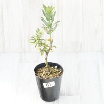 �Ը�ʪ���ֲ�1�ġե�塼�����ڥ�ޥࡡ����Хޥ�����No.67��4��