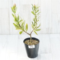 �Ը�ʪ���ֲ�2�ġե�塼�����ڥ�ޥࡡ���ѥ�������No.76��4��