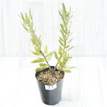 �Ը�ʪ���ֲ�2�ġե�塼�����ڥ�ޥࡡ���ѥ�������No.77��4��