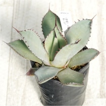 �Ը�ʪ�ե����١��ѥ꡼�ȥ�󥫡������ۥ磻�ȥ֥롼���ȹ�������������No.507��3��