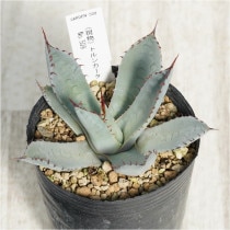 �Ը�ʪ�ե����١��ѥ꡼�ȥ�󥫡���������ѥ��ȡ���������No.509��3��