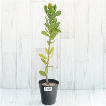 �Ը�ʪ�������ꡧ�ֲ�1�ġե�塼�����ڥ�ޥࡡ�ϥ�������ɡ�����������ɻ�Ω�ơ�No.148��4��