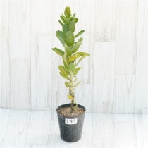 �Ը�ʪ�������ꡧ�ֲ�1�ġե�塼�����ڥ�ޥࡡ�ϥ�������ɡ�����������ɻ�Ω�ơ�No.150��4��