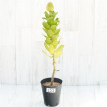 �Ը�ʪ�������ꡧ�ֲ�1�ġե�塼�����ڥ�ޥࡡ�ϥ�������ɡ�����������ɻ�Ω�ơ�No.151��4��