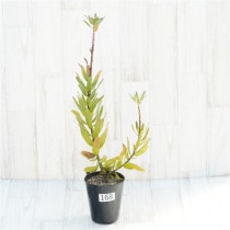 �Ը�ʪ�������ꡧ�ֲ�1�ġե�塼�����ڥ�ޥࡡ���ѥ��������֥�����Ω�ơ�No.168��4��