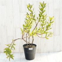 �Ը�ʪ�������ꡧ�ֲ�7�ġե�塼�����ڥ�ޥࡡ��������åȥ�ܥ󡡥֥�����Ω�ơ�No.202��6��