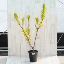 �Ը�ʪ�������ꡧ�ֲ�1�ġե�塼�����ڥ�ޥࡡ������ǥ������֥�����Ω�ơ�No.205��6��