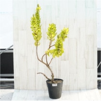 �Ը�ʪ�������ꡧ�ֲ�5�ġե�塼�����ڥ�ޥࡡ�ϥ�������ɡ��֥�����Ω�ơ�No.209��6��