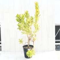 �Ը�ʪ��������ե�塼�����ڥ�ޥࡡ�ϥ�������ɡ��֥�����Ω�ơ�No.212��6��