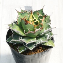 �Ը�ʪ�ե����١������Υ�������������No.566��4��