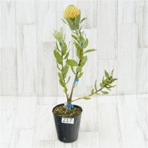 �Ը�ʪ���ֲ�1�ġե�塼�����ڥ�ޥࡡ���ץꥳ�åȥ���С����֥�����Ω�ơ�No.217��4��