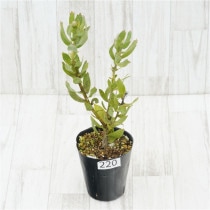 �Ը�ʪ���ֲ�1�ġե�塼�����ڥ�ޥࡡ������ɥ����ȡ��֥�����Ω�ơ�No.220��4��