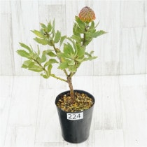 �Ը�ʪ���ֲ�1�ġե�塼�����ڥ�ޥࡡ����Х�åɡ��֥�����Ω�ơ�No.224��4��