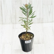 �Ը�ʪ���ֲ�1�ġե�塼�����ڥ�ޥࡡ�֥�󥷥����ȥ�������������ɻ�Ω�ơ�No.225��4��