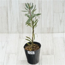 �Ը�ʪ���ֲ�1�ġե�塼�����ڥ�ޥࡡ�֥�󥷥����ȥ�������������ɻ�Ω�ơ�No.226��4��