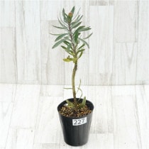 �Ը�ʪ���ֲ�1�ġե�塼�����ڥ�ޥࡡ�֥�󥷥����ȥ�������������ɻ�Ω�ơ�No.227��4��