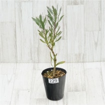 �Ը�ʪ���ֲ�1�ġե�塼�����ڥ�ޥࡡ�֥�󥷥����ȥ����֥�����Ω�ơ�No.229��4��