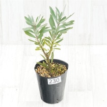 �Ը�ʪ���ֲ�1�ġե�塼�����ڥ�ޥࡡ�֥��ǥ���������������ɻ�Ω�ơ�No.230��4��