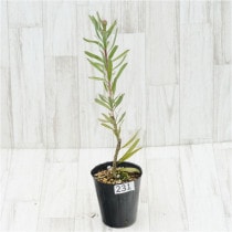 �Ը�ʪ���ֲ�1�ġե�塼�����ڥ�ޥࡡ�֥��ǥ���������������ɻ�Ω�ơ�No.231��4��