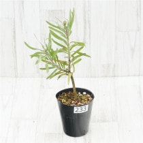 �Ը�ʪ���ֲ�1�ġե�塼�����ڥ�ޥࡡ�֥��ǥ���������������ɻ�Ω�ơ�No.233��4��