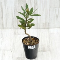 �Ը�ʪ���ֲ�1�ġե�塼�����ڥ�ޥࡡ���쥤�桡����������ɻ�Ω�ơ�No.234��4��