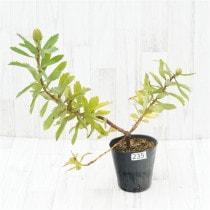 �Ը�ʪ���ֲ�2�ġե�塼�����ڥ�ޥࡡ���쥤�桡�֥�����Ω�ơ�No.235��5��