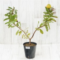 �Ը�ʪ���ֲ�2�ġե�塼�����ڥ�ޥࡡ���쥤�桡�֥�����Ω�ơ�No.236��5��