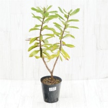 �Ը�ʪ���ֲ�2�ġե�塼�����ڥ�ޥࡡ���쥤�桡�֥�����Ω�ơ�No.237��5��