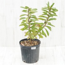 �Ը�ʪ�ե�塼�����ڥ�ޥࡡ���쥤�桡No.241��7��