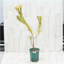 �Ը�ʪ�ե�塼���ǥ�ɥ��󡡥ϥ磻����饤����No.248��5��