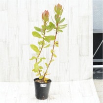 �Ը�ʪ�եץ��ƥ����������ߥ���No.254��5��