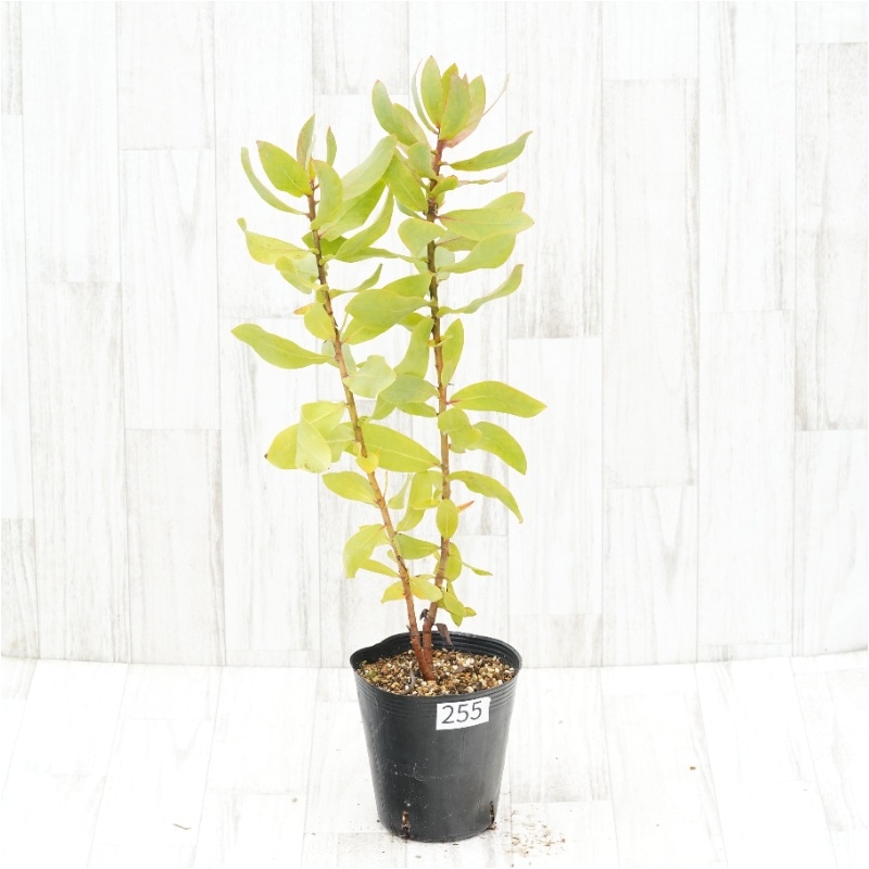 �Ը�ʪ�եץ��ƥ����������ߥ���No.255��5��