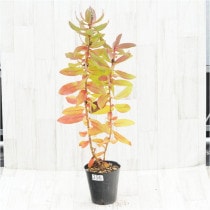 �Ը�ʪ���ֲ�1�ġեץ��ƥ����������ߥ���No.256��5��