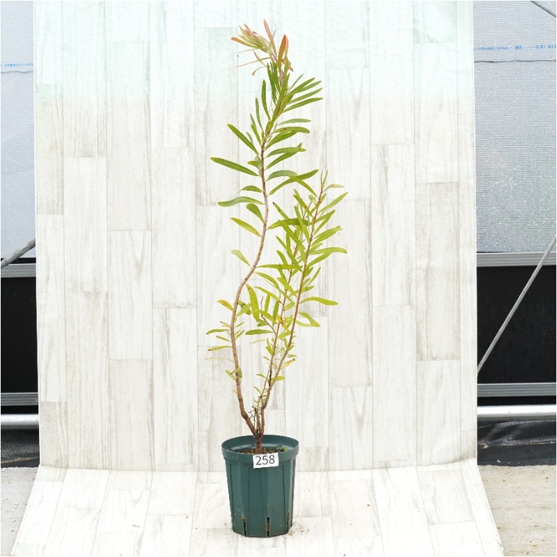 �Ը�ʪ�եץ��ƥ����ͥꥤ�ե��ꥢ�����꡼�ࡡNo.258��5��