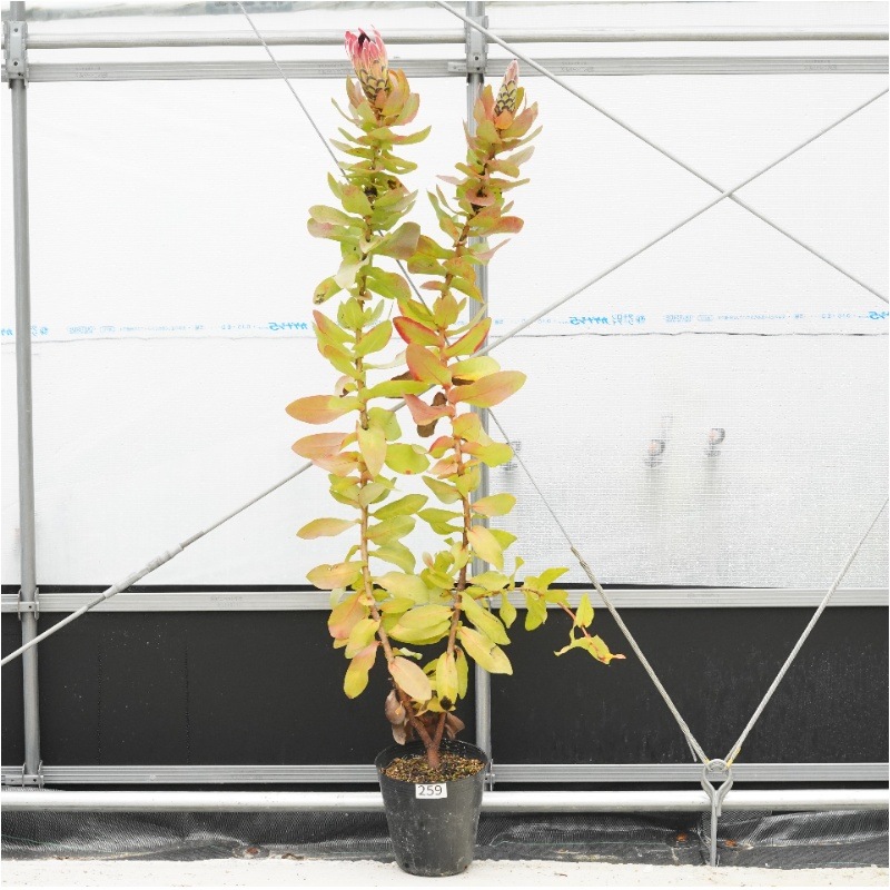 �Ը�ʪ���ֲ�1�ġեץ��ƥ����������ߥ���No.259�����緿�ء�6��