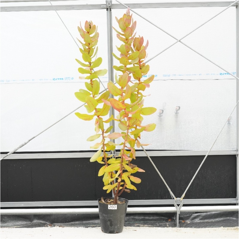 �Ը�ʪ���ֲ�1�ġեץ��ƥ����������ߥ���No.260�����緿�ء�6��