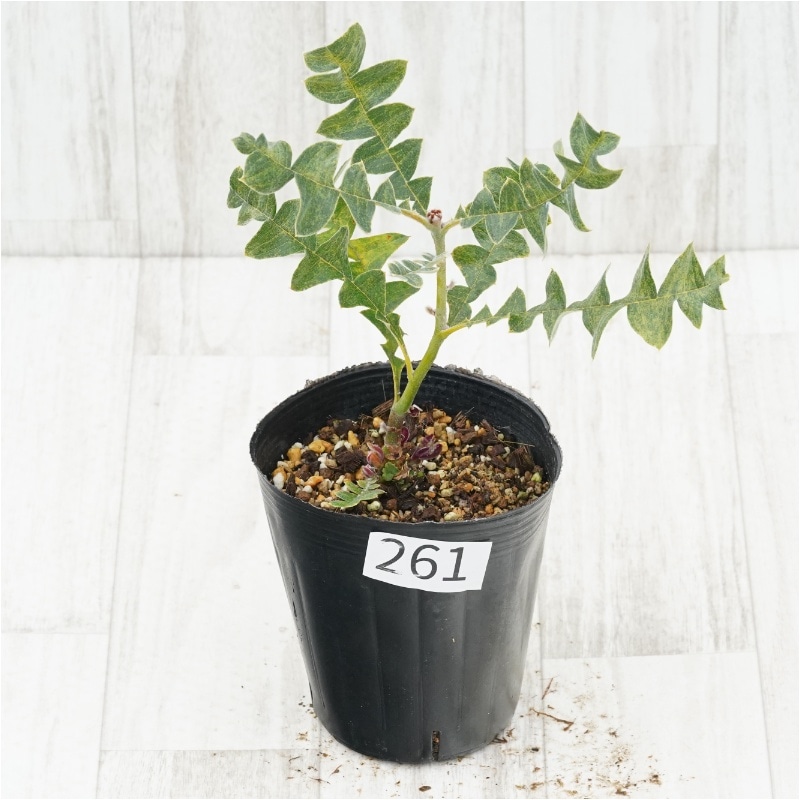 �Ը�ʪ�եХ󥯥����������ǥ�����No.261��4��