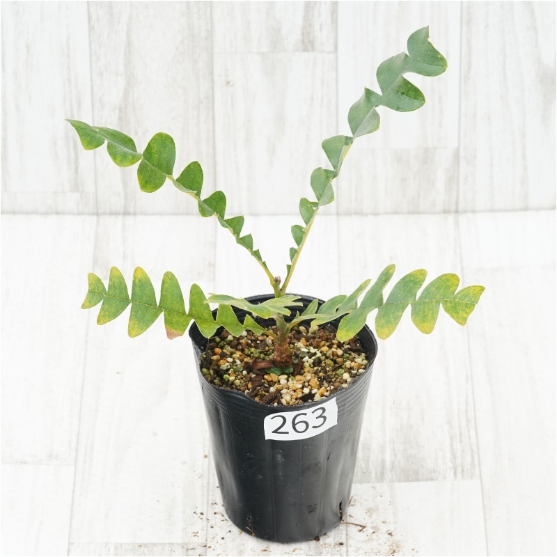 �Ը�ʪ�եХ󥯥����������ǥ�����No.263��4��