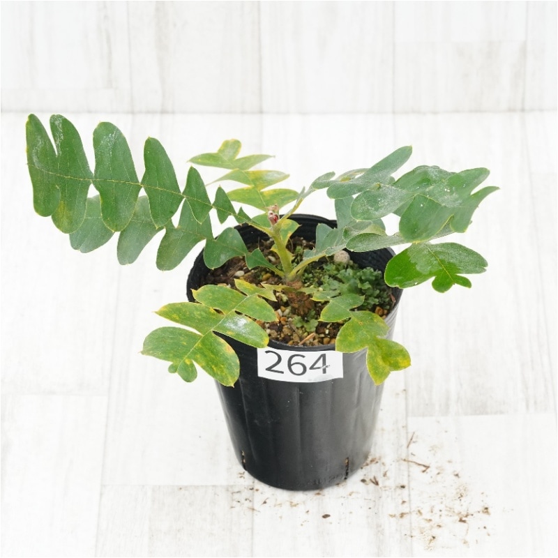 �Ը�ʪ�եХ󥯥����������ǥ�����No.264��4��
