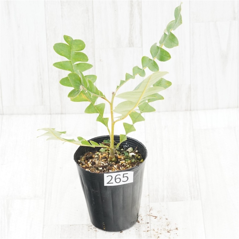 �Ը�ʪ�եХ󥯥����������ǥ�����No.265��4��