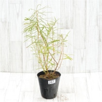 �Ը�ʪ�եХ󥯥��������ԥ̥�������No.267��5��