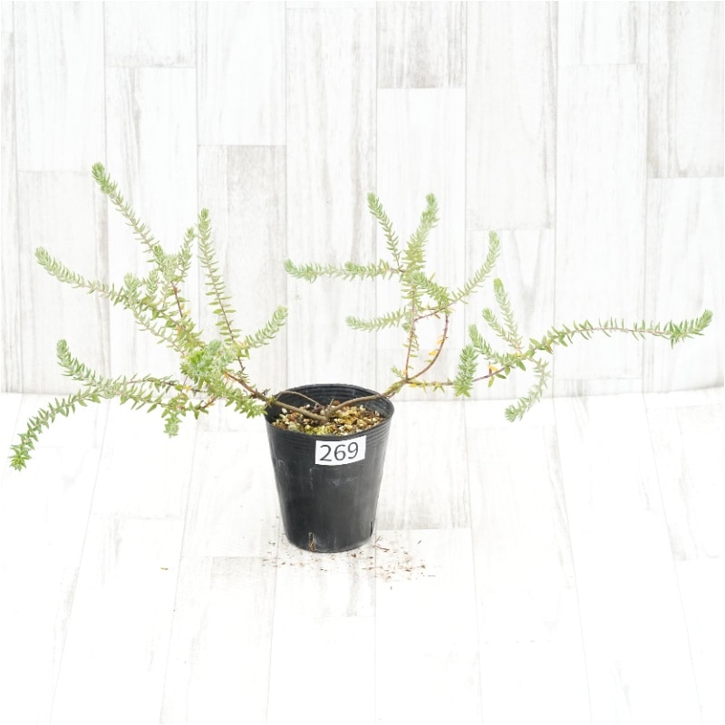 �Ը�ʪ�եե��ꥫ���ץ�ץ쥢��No.269��4��