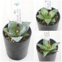 �����١������Υ����ʡ�3�糧�åȡ���ߡ�������������ˡ�2.5��ȭ��